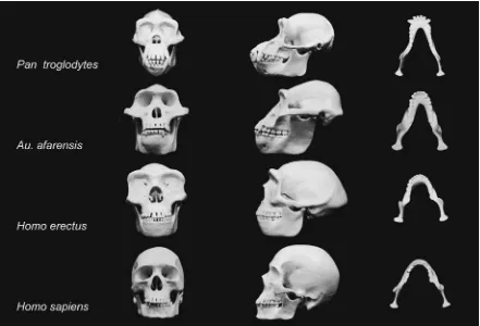 Figura 2. Comparación de la morfología craneal de Australopithecus con relación a diferentes homínidos