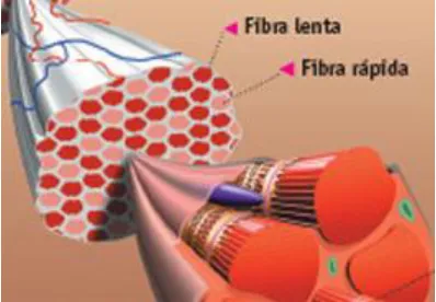 Figura 11. Representación esquemática 