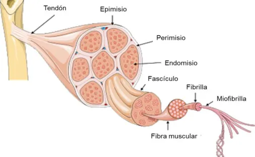 Figura 12. Esquema general 
