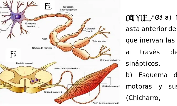 Figura 13. a) Motoneuronas del 