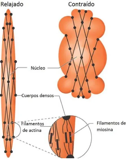 Figura 4. Contracción del músculo liso por el desplazamiento de filamentos de miosina sobre los microfilamentos de actina