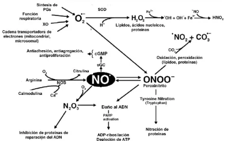 Figura 7.  Síntesis y reactividad del NO. El NO se genera a partir de la conversión de L-arginina a L-citrulina por acción de la NOS