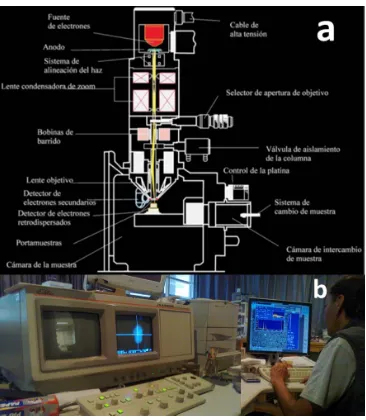 Figura 2.15. a) Estructura interna del SEM-EDS. (Megarejo et al., 2010). b) Análisis de la muestra en la microsonda electrónica del Laboratorio Universitario de Petrología, Instituto de Geofísica, UNAM