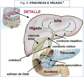 Fig. 8.  PÁNCREAS E HÍGADO.8 