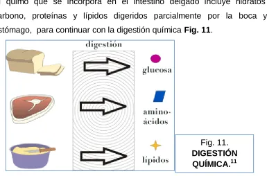 Fig. 11. DIGESTIÓN 