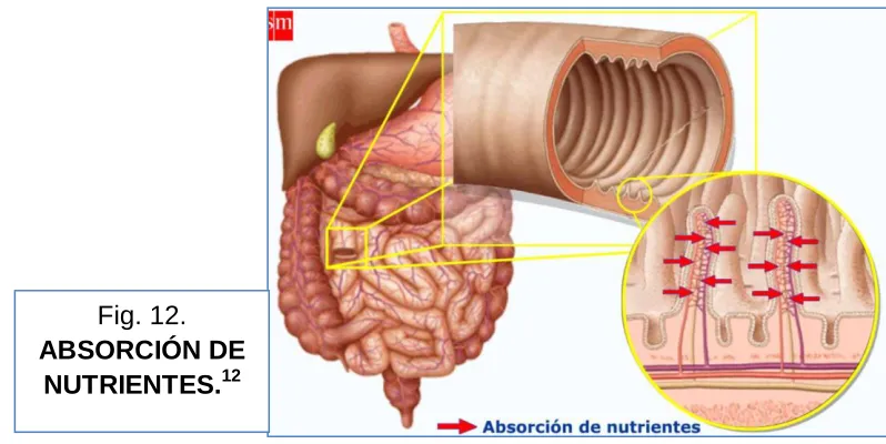 Fig. 12. ABSORCIÓN DE 