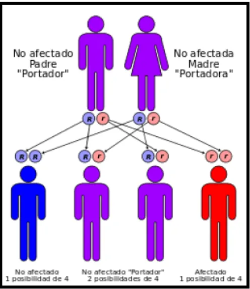 Figura 3. Modelo de herencia autosómico recesivo de la Fenilcetonuria.10 
