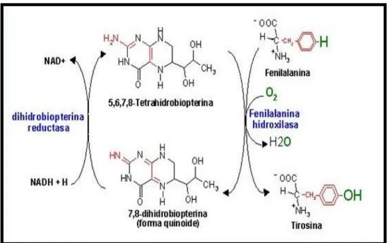 Figura. No. 4. Conversión de la fenilalanina a Tirosina.17 