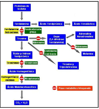 Figura no. 9. Parte del metabolismo de la fenilalanina.24 