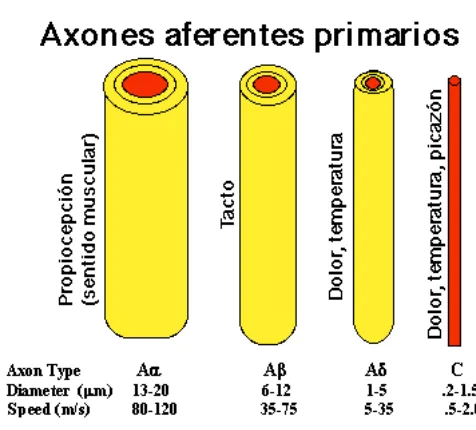 Figura 1. Tipos de fibras aferentes primarias (Pacheco, 2007). 