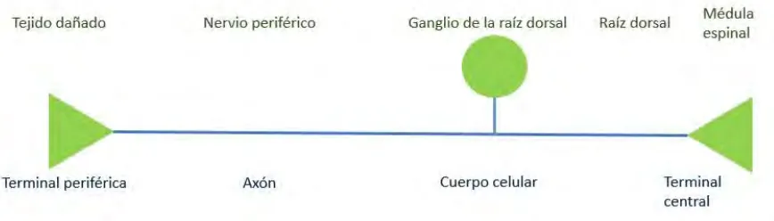 Figura 2. Componentes del nociceptor. Incluyen una terminal periférica que inerva el tejido diana y transduce los estímulos dolorosos, un axón que conduce los potenciales de acción de la periferia al sistema nervioso central, un cuerpo celular en el gangli