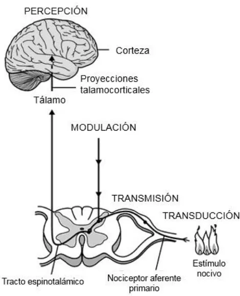 Figura 3. Proceso de nocicepción: transducción, transmisión, percepción y 