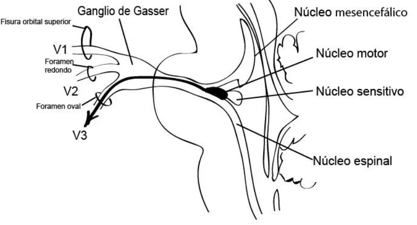 Figura 4. El nervio trigémino emerge de las porciones laterales del Puente. El ganglio de Gasser emite las tres ramas del trigémino para distribuirse en la periferia