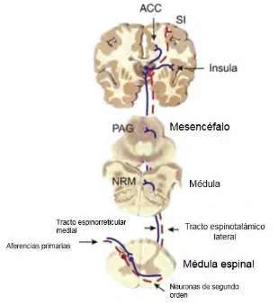 Figura 6. Vía espinotalámica. Las fibras A-y C hacen su primera sinapsis con las neuronas de proyección en el asta dorsal de la médula espinal