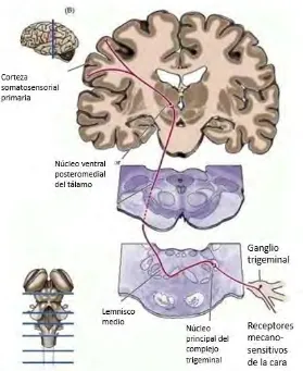 Figura 7. Vía trigeminal. A partir de la estimulación de los receptores de las ramas del nervio trigémino, se envían fibras al ganglio trigeminal y descienden a la médula, cruzan al lado opuesto y ascienden hasta llegar al núcleo ventral postero medial del