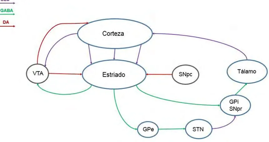 Figura 9. Circuito de los ganglios basales (Di Filippo, 2009). 