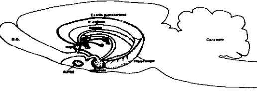 Fig. 2. cuerpo cerebrales Vista sagital del cerebro de la rata, donde se muestra las principales estructuras involucradas en la conducta maternal; DO, bulbo olfatorio; Sep, scptum; cm, Mamilar; C