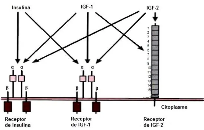 Fig 1.Receptores para insulina, IGF-1 e IGF-2. Cada hormona se une principalmente a su propio receptor, pero la insulina también se fija a los receptores para IGF-1; IG-1 e IGF se unen a los tres receptores
