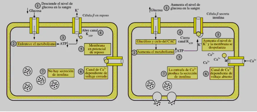 Fig. Control de la producción de insulina en las células β del páncreas (modificado de Cuenca, 2006) 