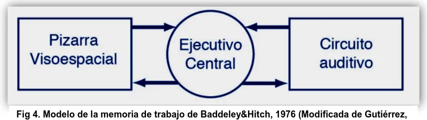 Fig 4. Modelo de la memoria de trabajo de Baddeley&Hitch, 1976 (Modificada de Gutiérrez, 