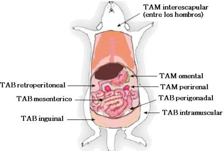 Figura 4 Distribución del TAM y TAB en roedores. Los depósitos de TAB en roedores incluyen los TAB subcutáneo anterior, incluyendo el  TAB interescapular y axilar (localizado en la región escapular), TAB inguinal (unido a lo largo de la pelvis en el muslo 