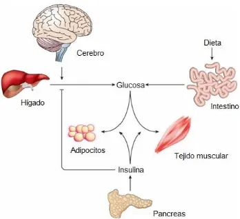 Figura 5 Acción coordinada de distintos órganos en la homeostasis de la glucosa. La concentración de glucosa plasmática incluye la absorción por el intestino y la liberación por el hígado