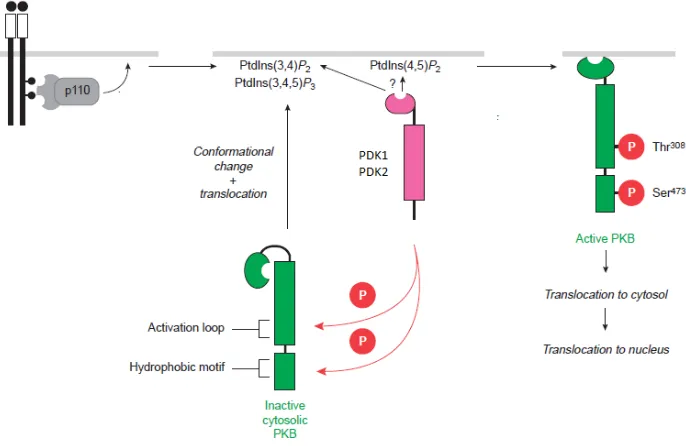 Figura 14  Mecanismo de regulación y activación de PKBα  por PDK-1 y PDK-2. La estimulación de células con insulina incrementa la concentración de PtdIns (3,4,5)-Trisfosfato