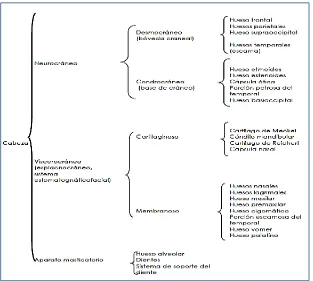 Fig. 10  Superposición de la base craneal anterior de las normas de Bolton  para los 12 y 18 años de edad (línea continua y línea punteada respectivamente)