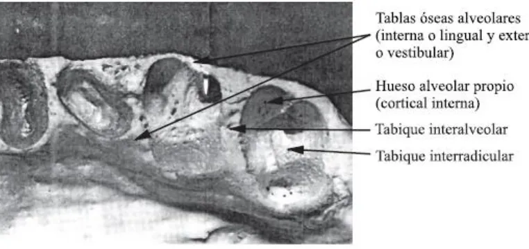 Figura 5. Morfología del hueso alveolar. Tomada de http://gsdl.bvs.sld.cu/cgi-bin/library 