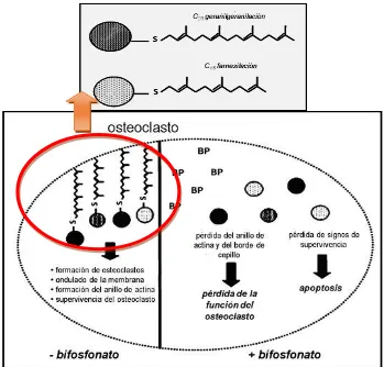 Figura 11. La toma celular de bifosfonatos aminados (BP) por los osteoclastos provoca la 