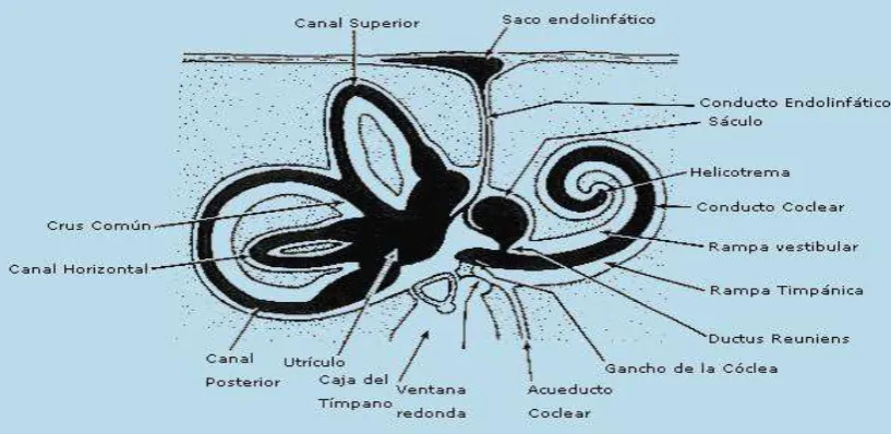 Figura 1: Esquema de las estructuras del oído interno con sus dos compartimentos (20)