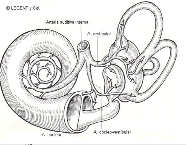 Figura 4: Vascularización (20)