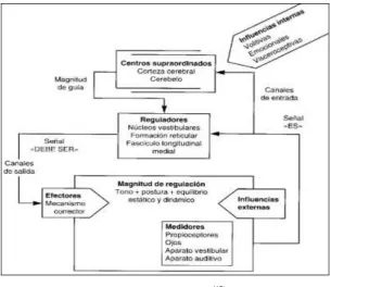 Figura 9: Esquema del sistema de regulación del equilibrio (15). 