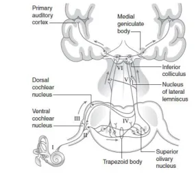 generan una respuesta que se observa como ondas. (Fig. 4)  Fig. 4 