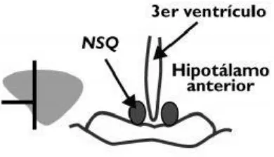 Figura. 2 Esquema de la localización y caracterización del NSQ. Derecha: corte coronal del Hipotálamo donde se observa la relación anatómica de las estructuras en roedores
