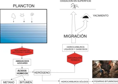 Figura 1.2–1 : Evolución de la materia orgánica hasta el kerógeno  (Modificado Escobar, 2008) 