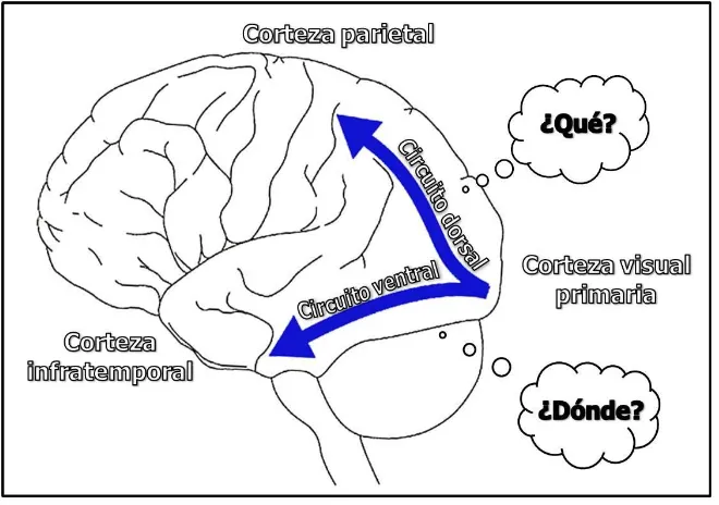 Fig. 2. Representación esquemática de las principales conexiones corticales implicadas en la atención visual