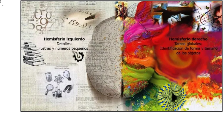 Fig. 3. Lateralización de funciones en el cerebro. Se ha descrito cierta especialización del lenguaje en el hemisferio cerebral izquierdo en pacientes con dominancia diestra