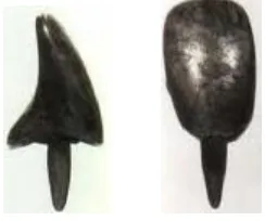 Fig. 1 Confección de dientes con espiga de madera.  