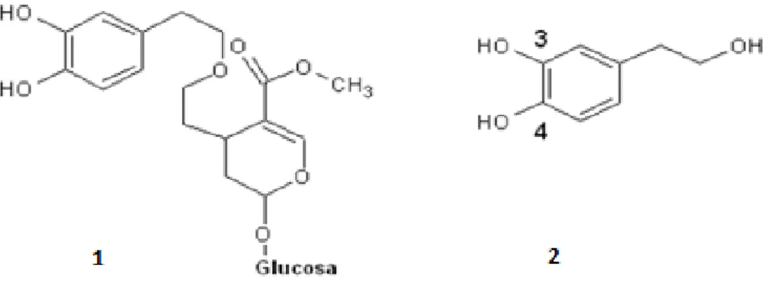 Figura 4. Estructura química de Oleuropeína (1), Hidroxitirosol(2),(11)