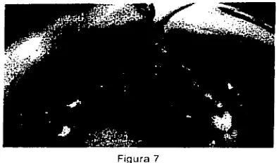 Figura 7 
