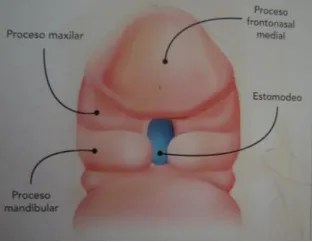 Fig. 5 Se puede apreciar el estomodeo limitado cranealmente por el proceso  frontonasal medial