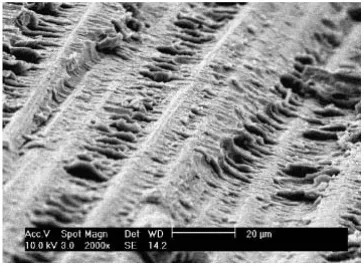 Fig. 2  Microscopía  de una fibra de refuerzo. 