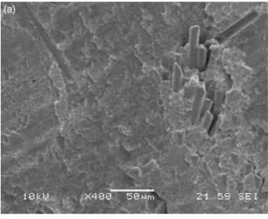 Fig. 3 Microscopía de las fibras dentro de la matriz de resina. 