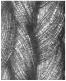 Fig. 4 Microscopía de fibras paralelas. 