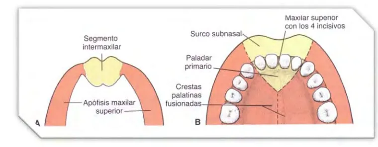 Fig. 4 ASegmento intermaxilar que origina el surco subnasal del labio superior.. Segmento intermaxilar y apófisis maxilares superiores