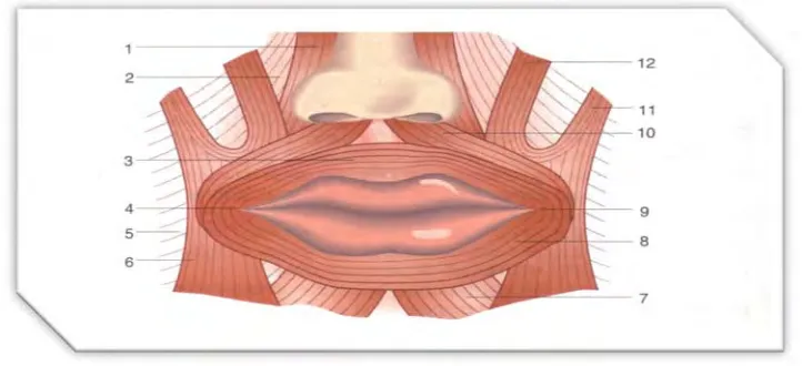 Fig. 8 Músculo orbicular del labio.14