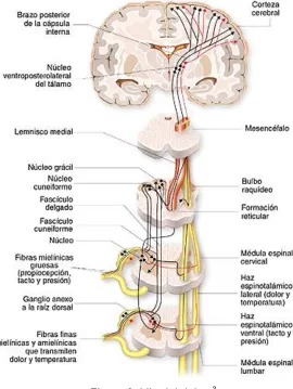 Figura 3. Vía del dolor. 3 