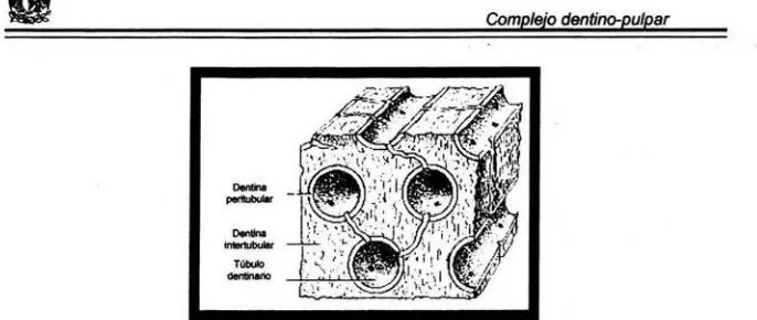 FIG. 1. Esquema que ilustra los componentes de la dentina (Tomada de Cohen <5J) 