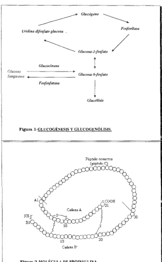 Figura l-GLUCOGÉNESIS y GLUCOGENÓLISIS. 